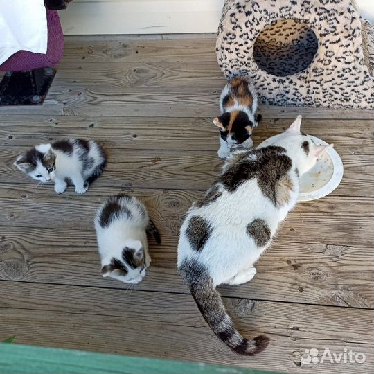 Трехцветная кошечка