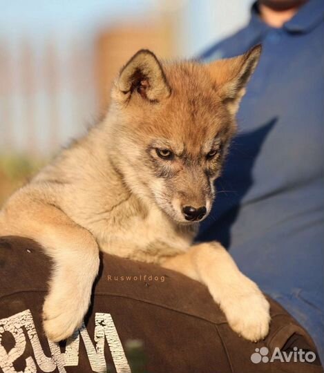 Волкособ щенок мальчик
