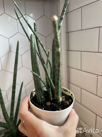 Сансивиерия сортовая