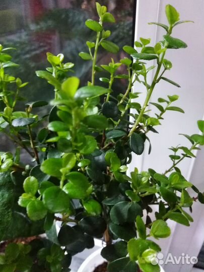 Комнатные цветы - часть1