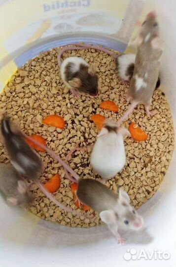 Сатиновые мышки