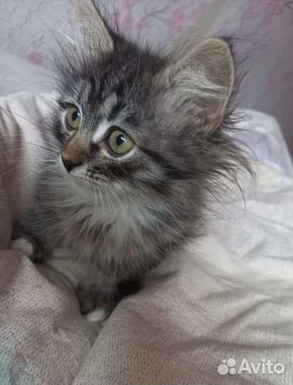Котенок в добрые руки