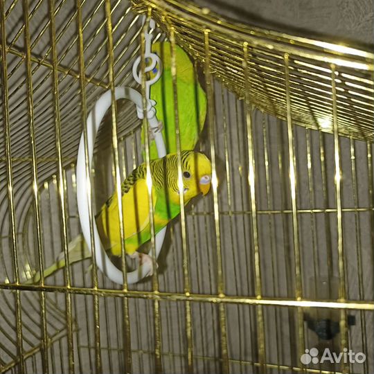 Попугай с клеткой