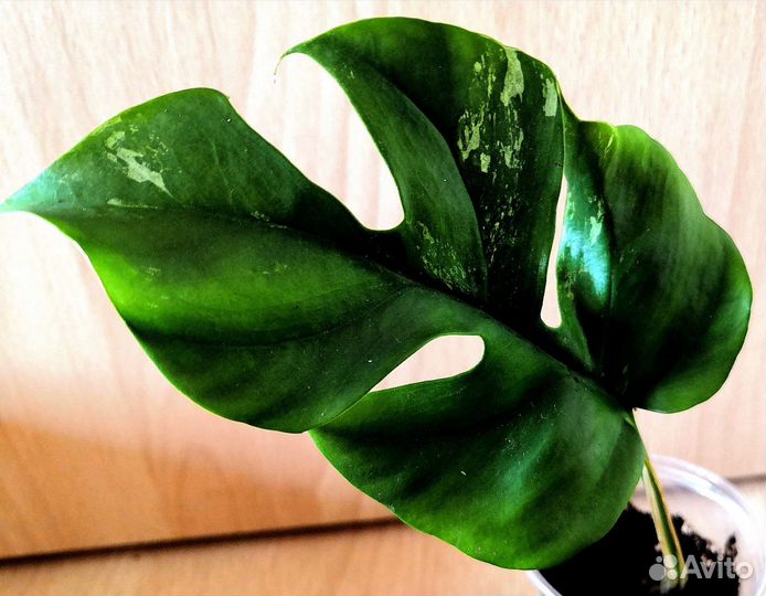 Рафидофора Tetrasperma variegata