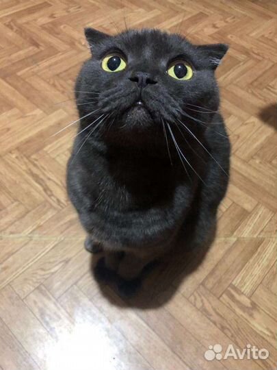 Шотландский кот