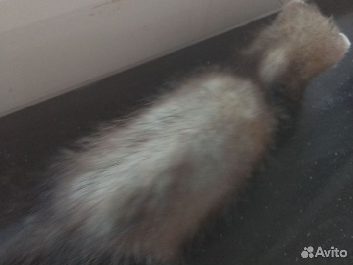 Домашний хорек