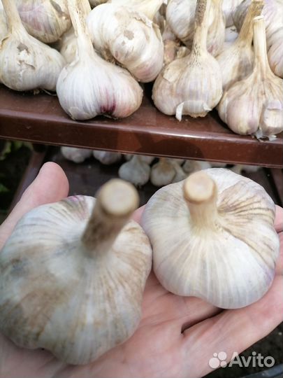 Чеснок на посадку на еду
