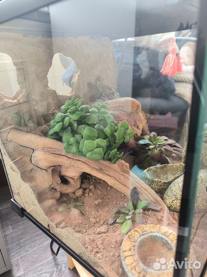 Террариум для эублефара