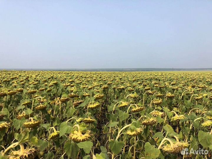 Нсх 6054 подсолнечник Экспресс ультраранний