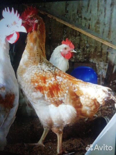 Продаются молодые петушки
