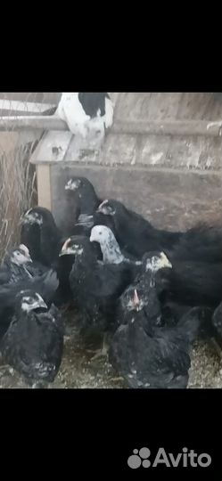 Продаются цыплята 2 месяца