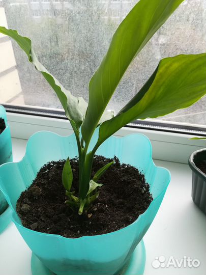 Спатифиллум (женское счастье)