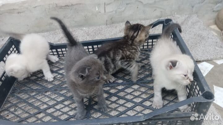 Отдам котят в добрые руки