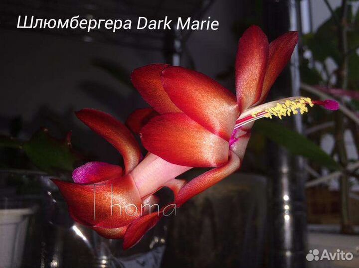 Декабрист шлюмбергера