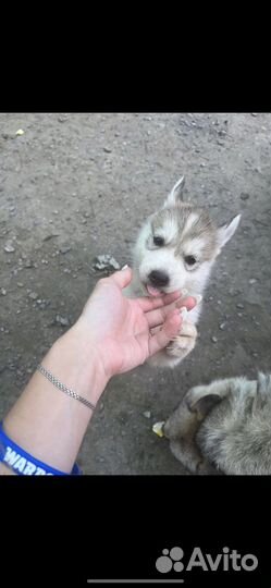 Сибирский хаски