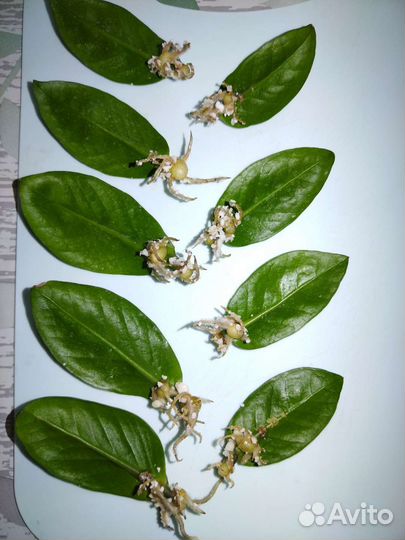 Замиокулькас зензи