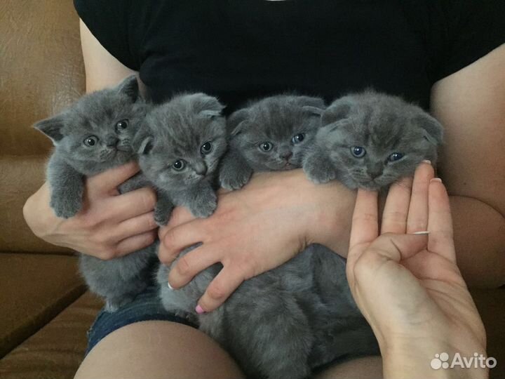 Кот на вязку