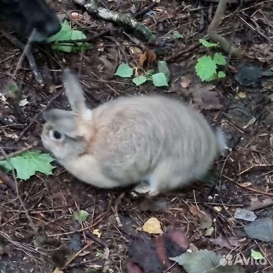 Кролик в добрые руки