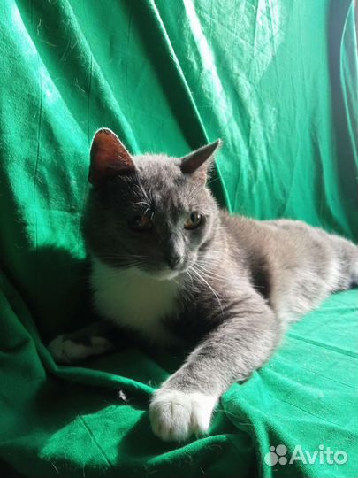 Котик в добрые руки