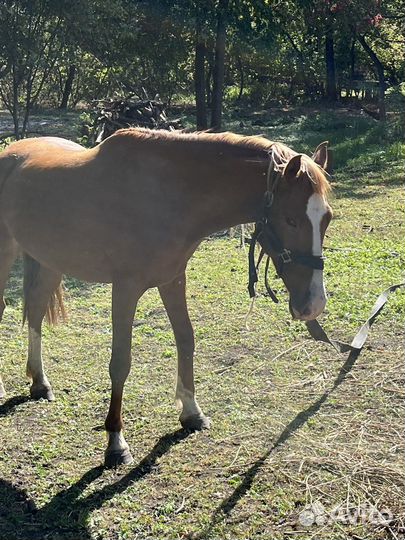 Продам лошадь