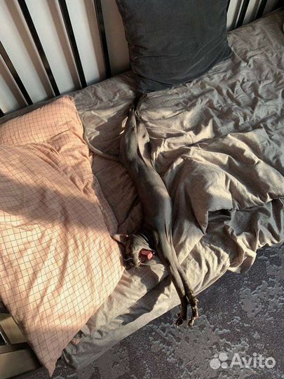 Канадский сфинкс вязка