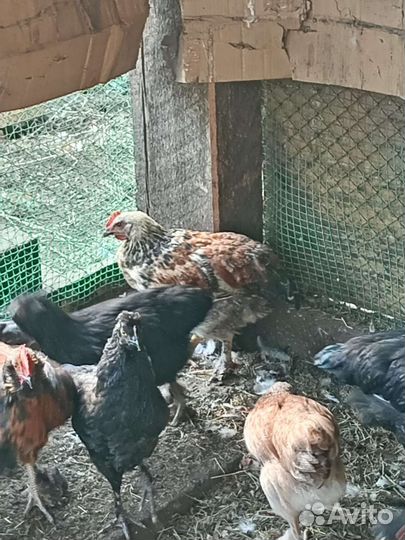 Куры молодки