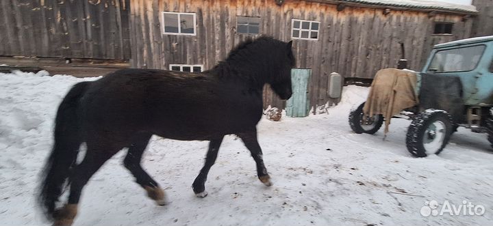 Жеребец тяжеловоз