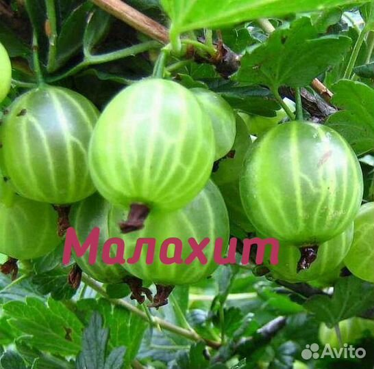 Крыжовник