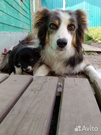 Щенки бордер-колли