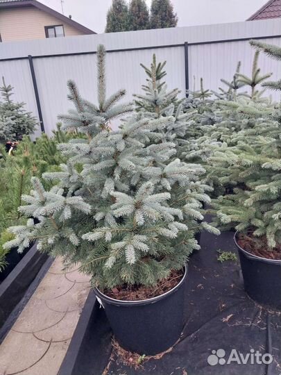 Ель голубая в горшке