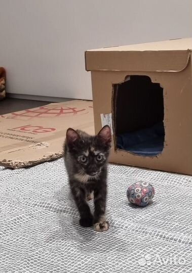 Котенок черепашка