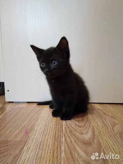 Отдам котенка в добрые руки