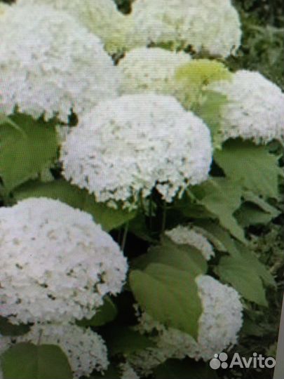 Гортензия Анабель саженцы трехлетки