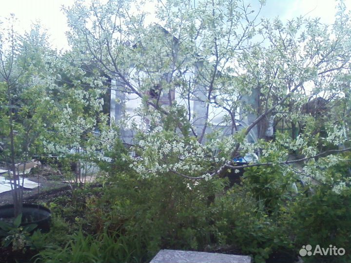 Слива саженцы сортовые 