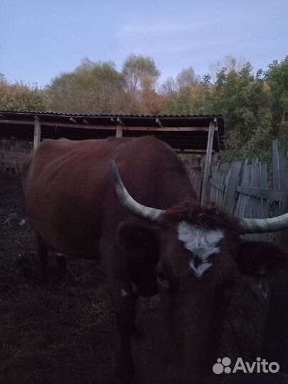 Коровы, телята