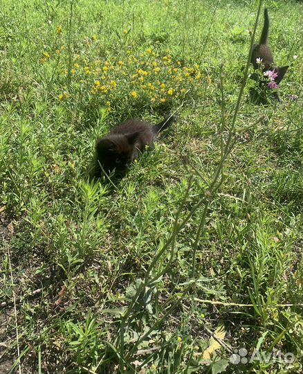 Отдам в добрые руки