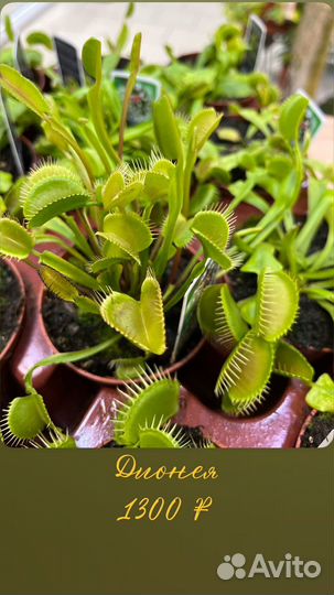 Дионея венерина мухоловка