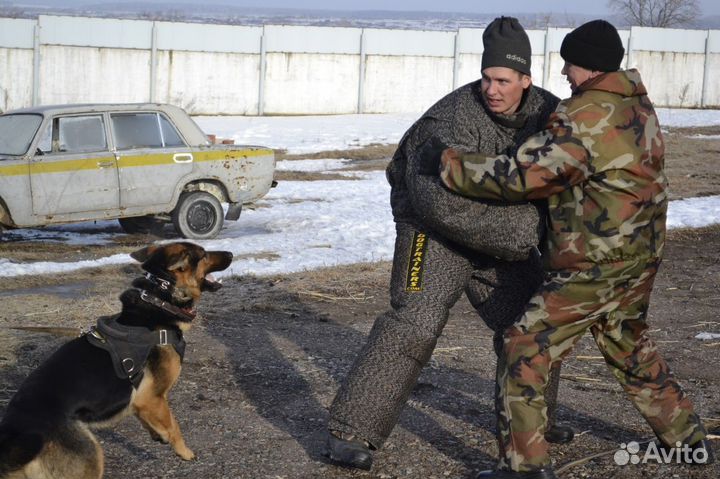 Дрессировка и воспитание собак