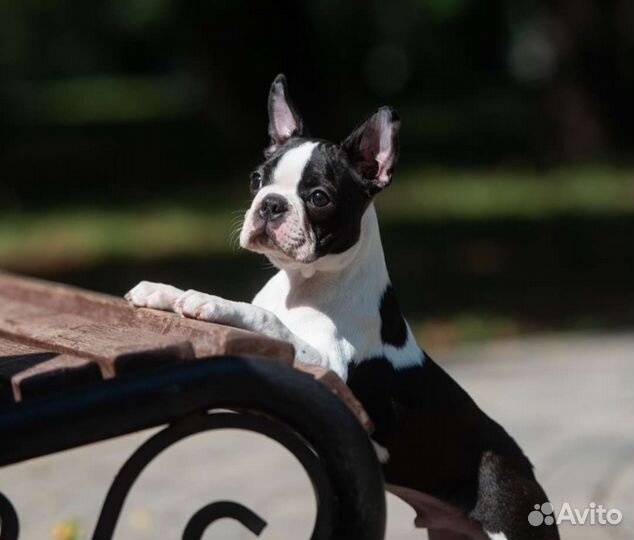 Мальчик бостон терьер