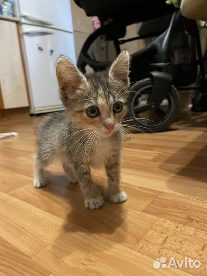 Котенок бесплатно