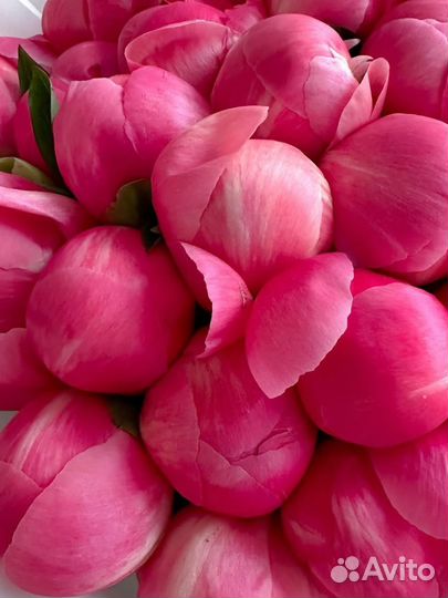 Коралловые пионы