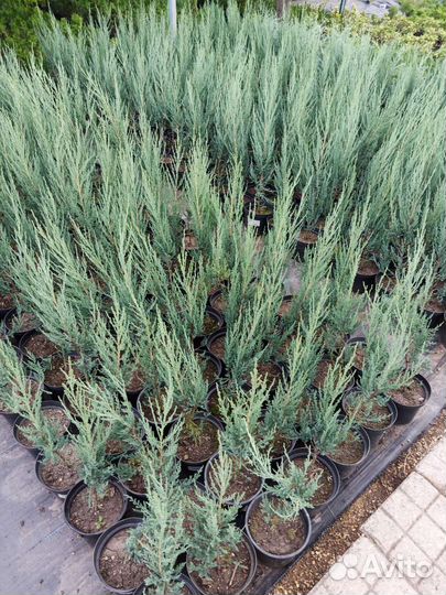 Можжевельники скальные