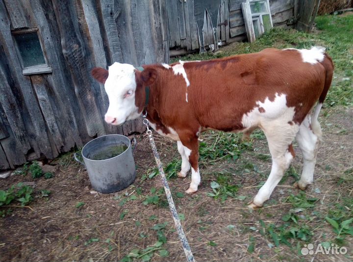 Теленок бычок 4 месяца