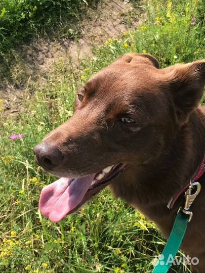 Собака в добрые руки отдам бесплатно