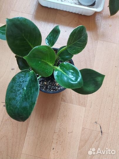 Филодендрон биркин white