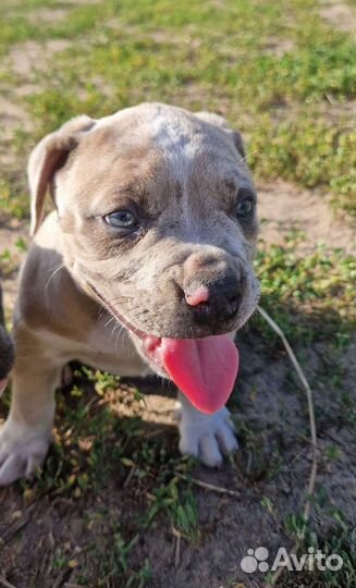 Американский булли мрамор