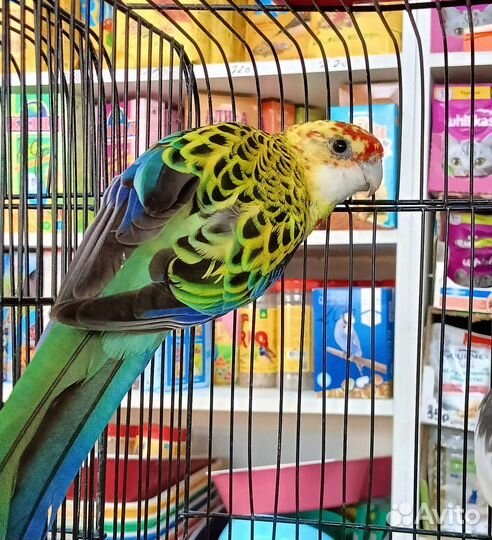 Попугай Розелла