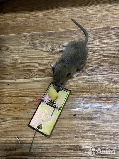 Ловушки для мышей и крыс (мышеловки)