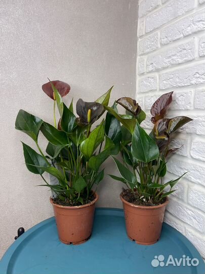 Антуриум черный комнатные цветы