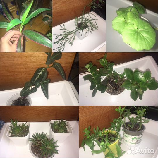 Комнатные домашние растения цветы